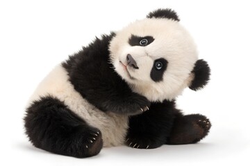 panda isolated on white background © MD