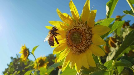 A Vibrant Honey Bee Perched on a Bright Yellow Sunflower Under a Clear Blue Sky, Showcasing Nature's Beauty in Full Bloom