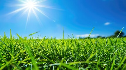 Obraz premium Fresh Green Grass Bathed in Bright Sunlight Beneath a Clear Blue Sky, Capturing the Essence of Nature in Vibrant Detail for Your Creative Projects