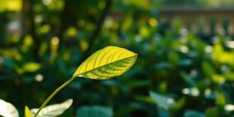 Obraz premium A single leaf bathed in sunlight, its veins visible, stands out against a blurred backdrop of green foliage.