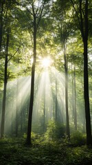 Obraz premium Sunlight filtering through dense trees in a lush green forest during midday