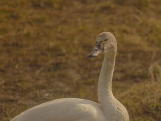 Fototapeta premium A Tundra Swan Lookng