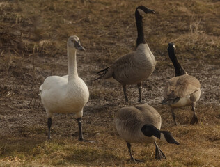Obraz premium A Tundra Swan With Canada Geese