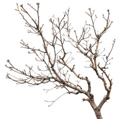 Obraz premium Minimalist artwork featuring bare tree branches on white background.