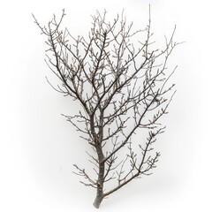 Fototapeta premium Minimalist artwork featuring bare tree branches on white background.