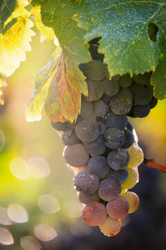 Racimos de uvas con roc&iacute;o de la ma&ntilde;ana y con un desenfoque broken 