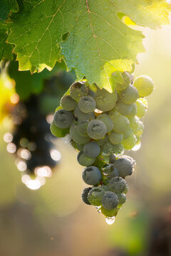 Racimos de uvas con roc&iacute;o de la ma&ntilde;ana y con un desenfoque broken 