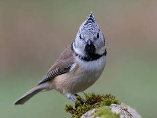 European crested tit stands on a tree branch. The head can be seen in the front view.