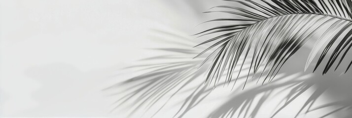Obraz premium Shadows of palm leaves cast on a light background creating a serene atmosphere