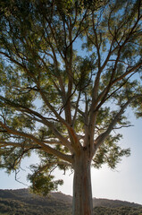 Árbol eucalipto a contraluz