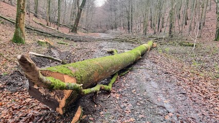 Tree felling in the forest