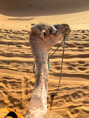 Sunset shadows of camels in the Sahara desert in Morocco