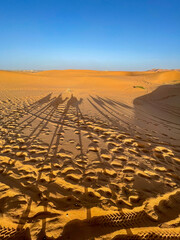 Sunset shadows of camels in the Sahara desert in Morocco