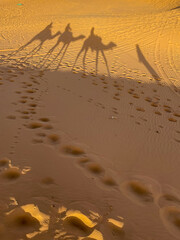 Sunset shadows of camels in the Sahara desert in Morocco