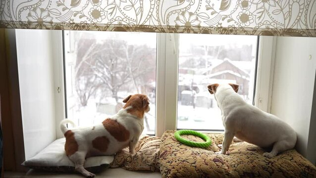 Cute dog looking at snow falling outside the window.