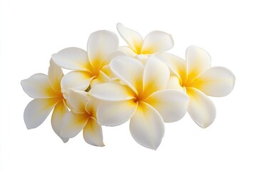 Fototapeta premium A bouquet of yellow and white flowers against a pure white background, perfect for adding a touch of elegance to any scene or design