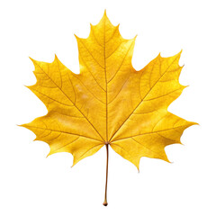 Fototapeta premium maple leaf isolated on white