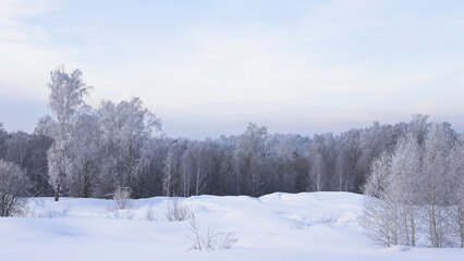 Snowy frosty forest. Beautiful view of snowy trees. Cold winter day