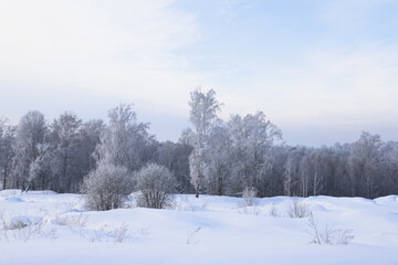 Snowy frosty forest. Beautiful view of snowy trees. Cold winter day