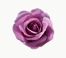 A blooming Rosa 'Mainzer Fastnacht' isolated on white background. Mauve pink flower, lilac rose, large flower rose, rosarium lottum, hybrid tea rose, silver lilac colored. Illustration for design. © Bediha Duru Öksüz