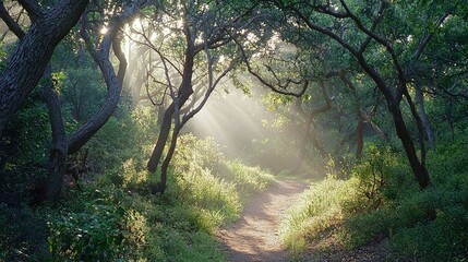 Obraz premium Ethereal Sunlight Dappling Through Trees in a Serene Forest Pathway Surrounded by Lush Greenery and Soft Mist at Dawn