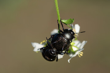 Close-up of two scarab beetles hanging from a white wildflower. One beetle is sitting on the other...