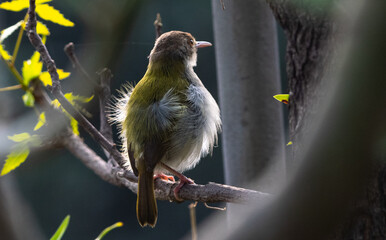 FLY CATCHER on branch