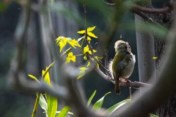 FLY CATCHER ON BANCH