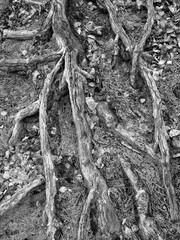 Tangled roots of old trees in black and white