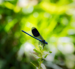 Macro of  a banded demoiselle (Calopteryx splendens) damselfly