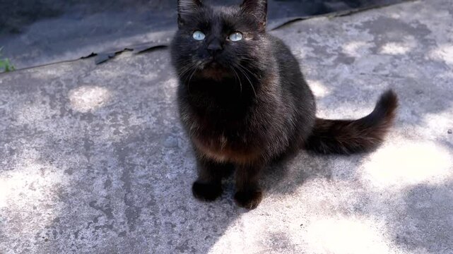 A black cat with blue eyes sits on a gray concrete surface, looking up at the camera. This footage could be used to represent mystery, independence, or even bad luck.