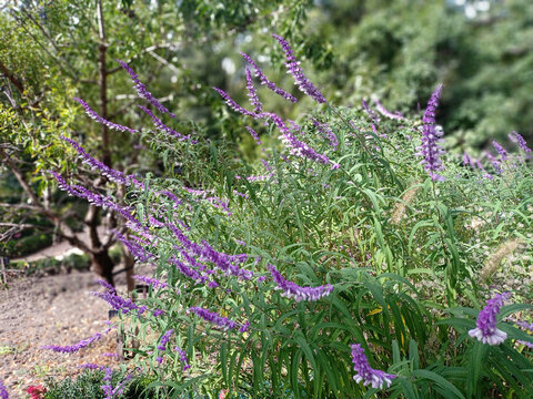 Salvia leucantha an spectacle while floration