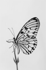 Obraz premium A monochrome image of a delicate butterfly in flight