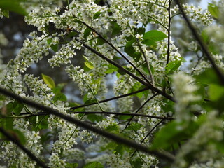 Kwitnąca czeremcha białe kwiaty na drzewie © Maciej