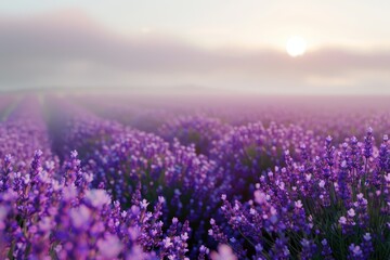 Fototapeta premium A field of purple flowers with the sun setting in the background, ideal for travel or nature-themed projects