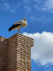 Moroccan views: Storks on ancient roman ruins