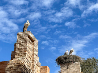 Moroccan views: Storks on ancient roman ruins