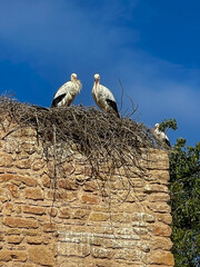 Moroccan views: Storks on ancient roman ruins