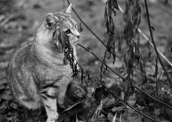 Cat sitting among wilted plants in the garden. Black and white photo, selective focus