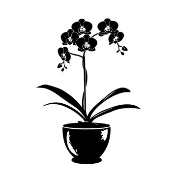 black orchid plant in pot clip art preview