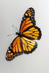 Obraz premium A close-up shot of a colorful butterfly perched on a clean white surface