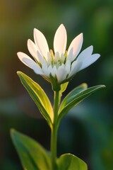 Fototapeta premium A single white flower sitting on top of some green leaves, great for backgrounds or still life compositions