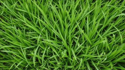 Fototapeta premium Lush green grass texture background with blades of grass varying in height and shades of green, fresh, texture