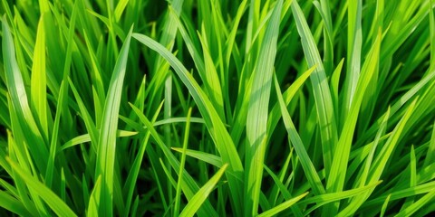 Lush green grass texture background with vibrant blades of grass, vibrant, green