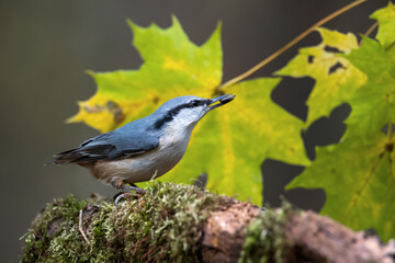A nuthatch in autumn in a maple forest with a seed.
