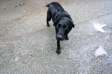St Columb Cornwall UK 11 23 2024 "Casper" from Sandringham Labrador EIIR kennels