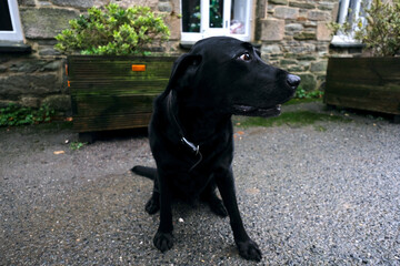St Columb Cornwall UK 11 23 2024 "Casper" from Sandringham Labrador EIIR kennels
