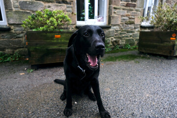 St Columb Cornwall UK 11 23 2024 "Casper" from Sandringham Labrador EIIR kennels