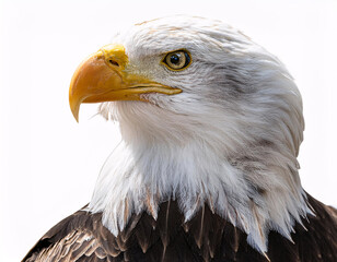 Obraz premium A close-up portrait of a bald eagle's head, with a sharp focus on its eyes and beak