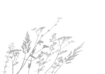 Wildflowers shadow isolated on white background.  Overlay effect for photo, mockup, posters, wall art, design presentation. Shadow for natural light effects.
